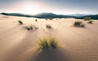 Komar Vivid Dunes Vlies Fotobehang 450x280cm 9-banen