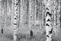 Komar Woods Fotobehang 400x270cm 8-banen