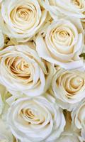 Dimex White Roses Vlies Fotobehang 150x250cm 2-banen