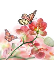 Dimex Orchids and Butterfly Vlies Fotobehang 225x250cm 3-banen