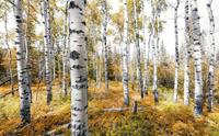 Komar Colorful Aspenwoods Vlies Fototapete 450x280cm 9-Bahnen