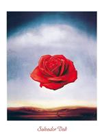 Salvador Dali - Rose meditative Kunstdruk 60x80cm