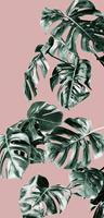 Komar Monstera Rosé Groen Vlies Fotobehang 100x250cm 1-baan