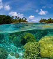 Coral Reef Vlies Fotobehang 225x250cm 3-banen