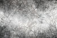Dimex Branch Abstract Fotobehang 375x250cm 5-banen