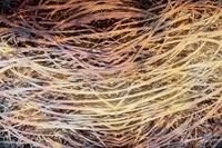 Dimex Hay Abstract I Fotobehang 375x250cm 5-banen