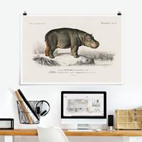 Klebefieber Poster Vintage Lehrtafel Nilpferd