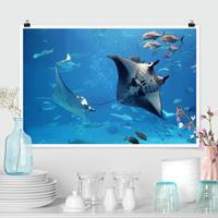 Klebefieber Poster Manta Ray