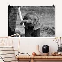 Klebefieber Poster Elefantenbaby