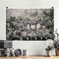 Klebefieber Poster Zebraherde