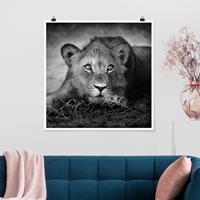 Klebefieber Poster Lurking Lionbaby