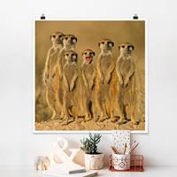 Klebefieber Poster Meerkat Family