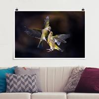 Klebefieber Poster Küssende Kolibris