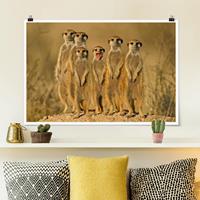 Klebefieber Poster Meerkat Family