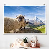 Klebefieber Poster Schwarznasenschafe von Zermatt