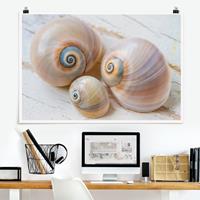 Klebefieber Poster Muscheltrio auf Holz