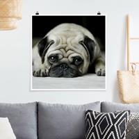 Klebefieber Poster Pug Loves You