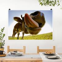 Klebefieber Poster Moo Cow