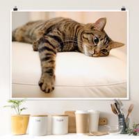 Klebefieber Poster Cat Chill Out