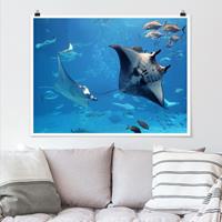 Klebefieber Poster Manta Ray
