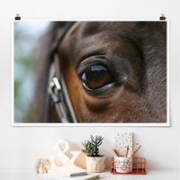 Klebefieber Poster Horse Eye