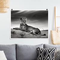Klebefieber Poster Resting Lion
