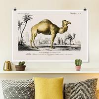 Klebefieber Poster Vintage Lehrtafel Dromedar