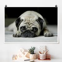 Klebefieber Poster Pug Loves You
