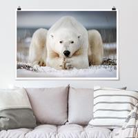 Klebefieber Poster Nachdenklicher Eisbär