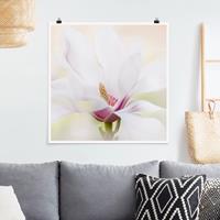 Klebefieber Poster Zarte Magnolienblüte