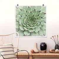 Klebefieber Poster Steinrose Jovibarba Hirta