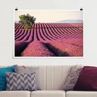 Klebefieber Poster Lavender