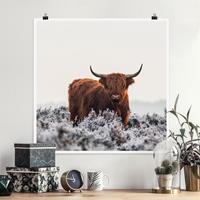 Klebefieber Poster Bison in den Highlands