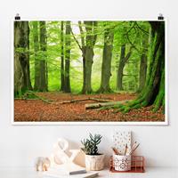 Klebefieber Poster Mighty Beech Trees