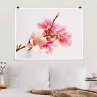 Klebefieber Poster Magnolienblüten