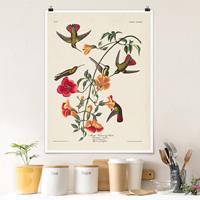 Bilderwelten Poster Vintage Lehrtafel Mango Kolibris