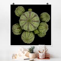 Klebefieber Poster Euphorbia - Seeigelwolfsmilch