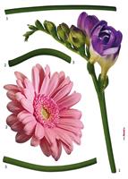 Komar Wandfolie Fiore zelfklevend, restloos afneembaar (set, 5 stuks)