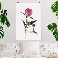 Klebefieber Poster Pfingstrose Pink auf Weiß