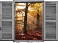 queence Wandfolie Bos in de herfst (1 stuk)