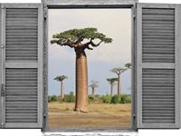 queence Wandfolie Afrikaanse bomen (1 stuk)