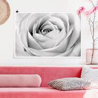 Klebefieber Poster Close Up Rose