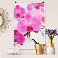 Klebefieber Poster Nahaufnahme Orchidee