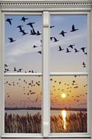 queence Wandfolie Vogelvlucht