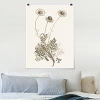 Klebefieber Poster Botanische Studie in Sepia III