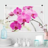 Klebefieber Poster Nahaufnahme Orchidee