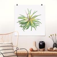 Klebefieber Poster Luftpflanze Aquarell III
