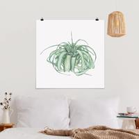 Klebefieber Poster Luftpflanze Aquarell IV