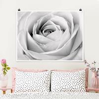 Klebefieber Poster Close Up Rose