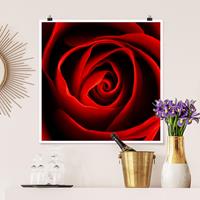 Klebefieber Poster Liebliche Rose